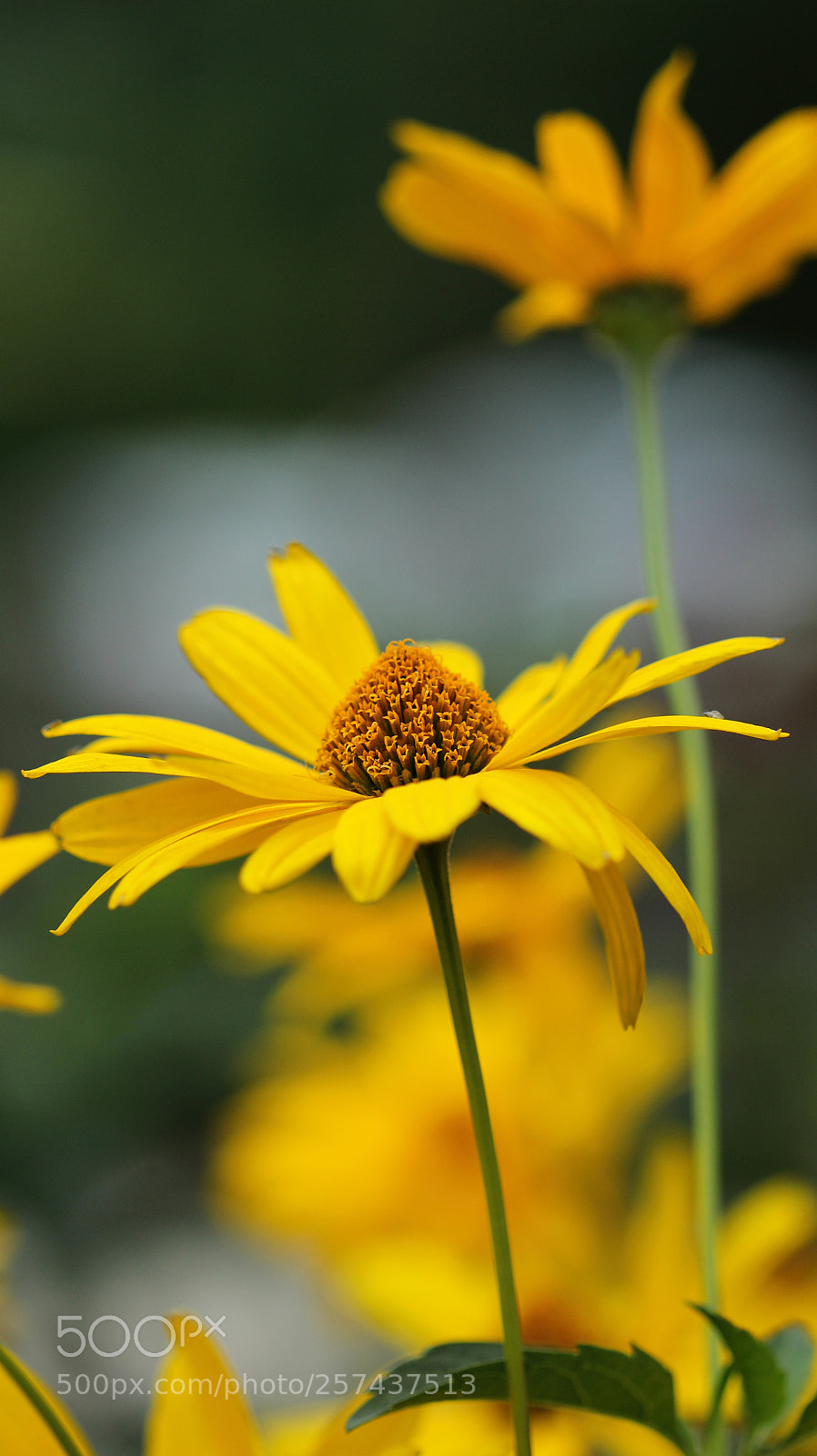 Canon EOS 600D (Rebel EOS T3i / EOS Kiss X5) sample photo. Yellow flower photography