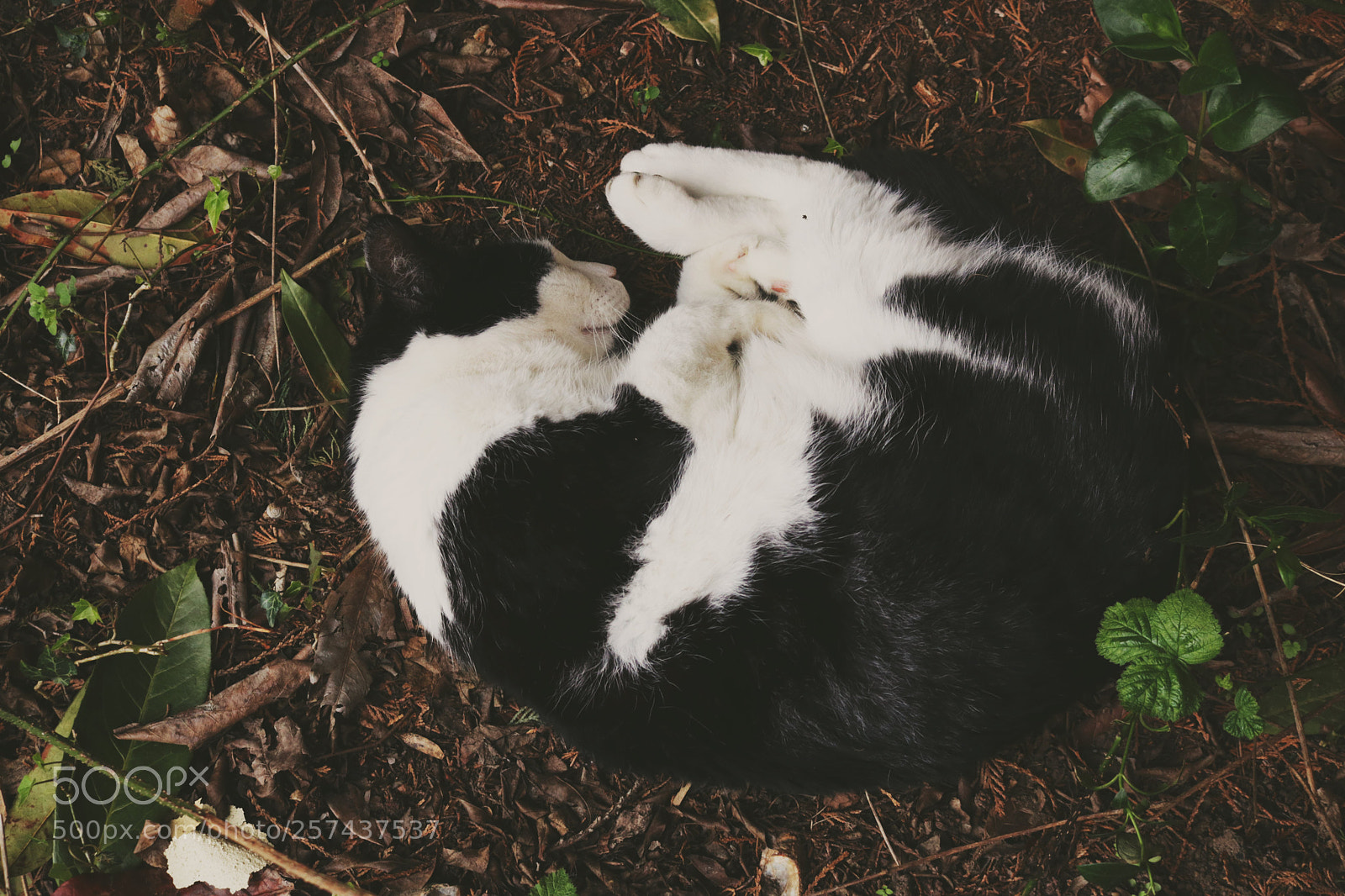 Canon EOS 750D (EOS Rebel T6i / EOS Kiss X8i) sample photo. Nap time photography
