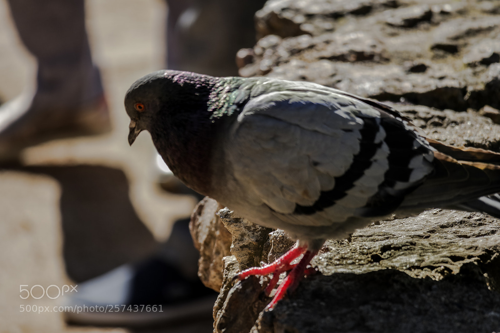 Canon EOS M5 sample photo. Img photography