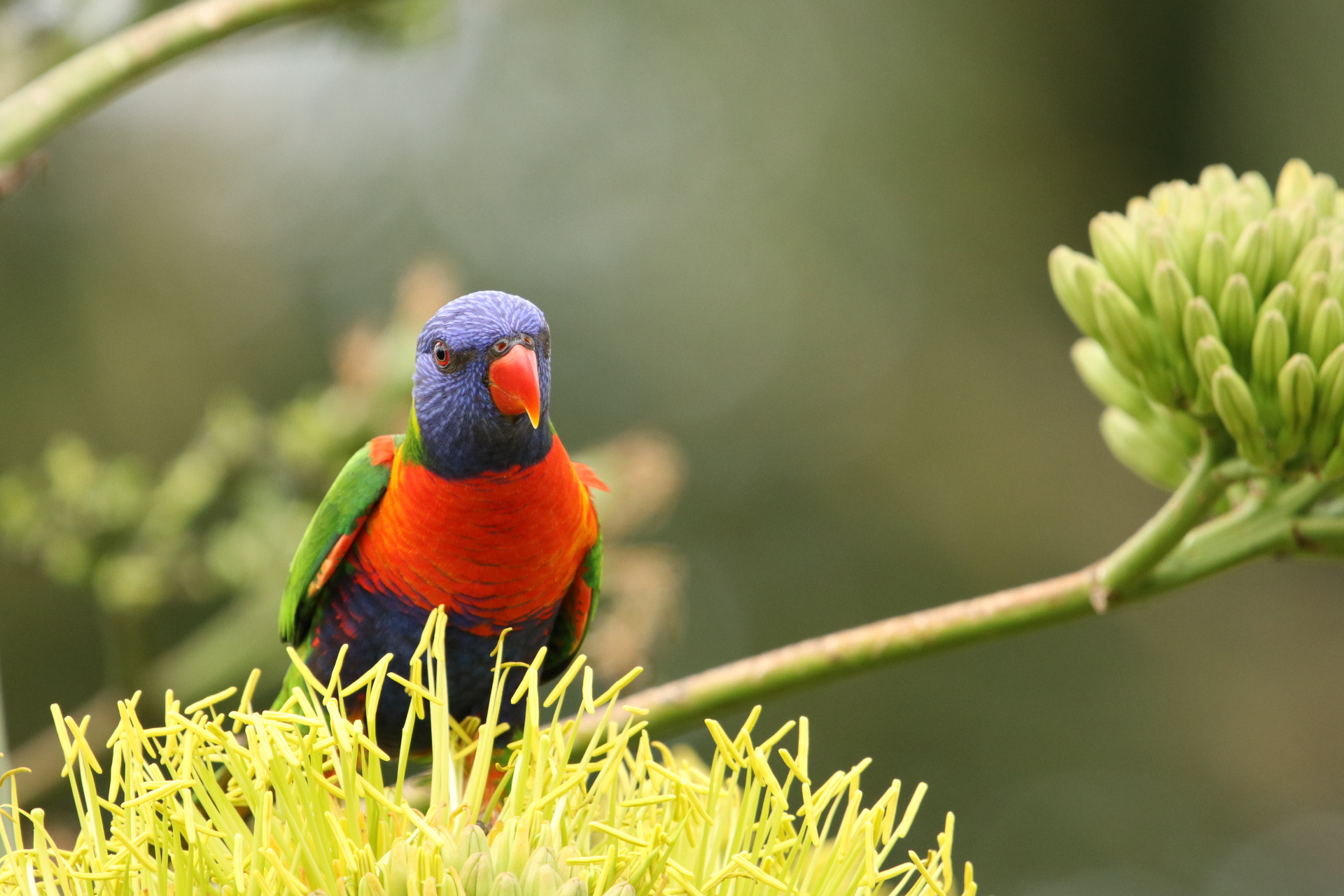 Sigma 150-600mm F5-6.3 DG OS HSM | C sample photo. Rainbow lorikeet photography