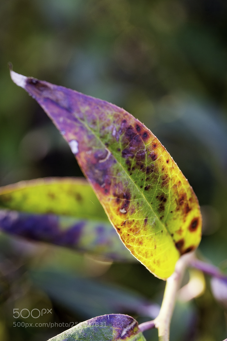Nikon D600 sample photo. 180511 photography