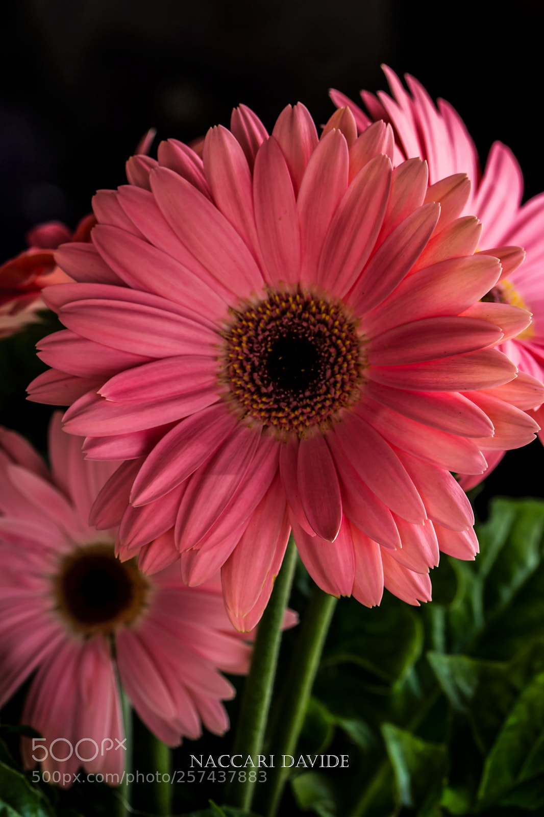 Canon EOS 600D (Rebel EOS T3i / EOS Kiss X5) sample photo. Gerbera photography