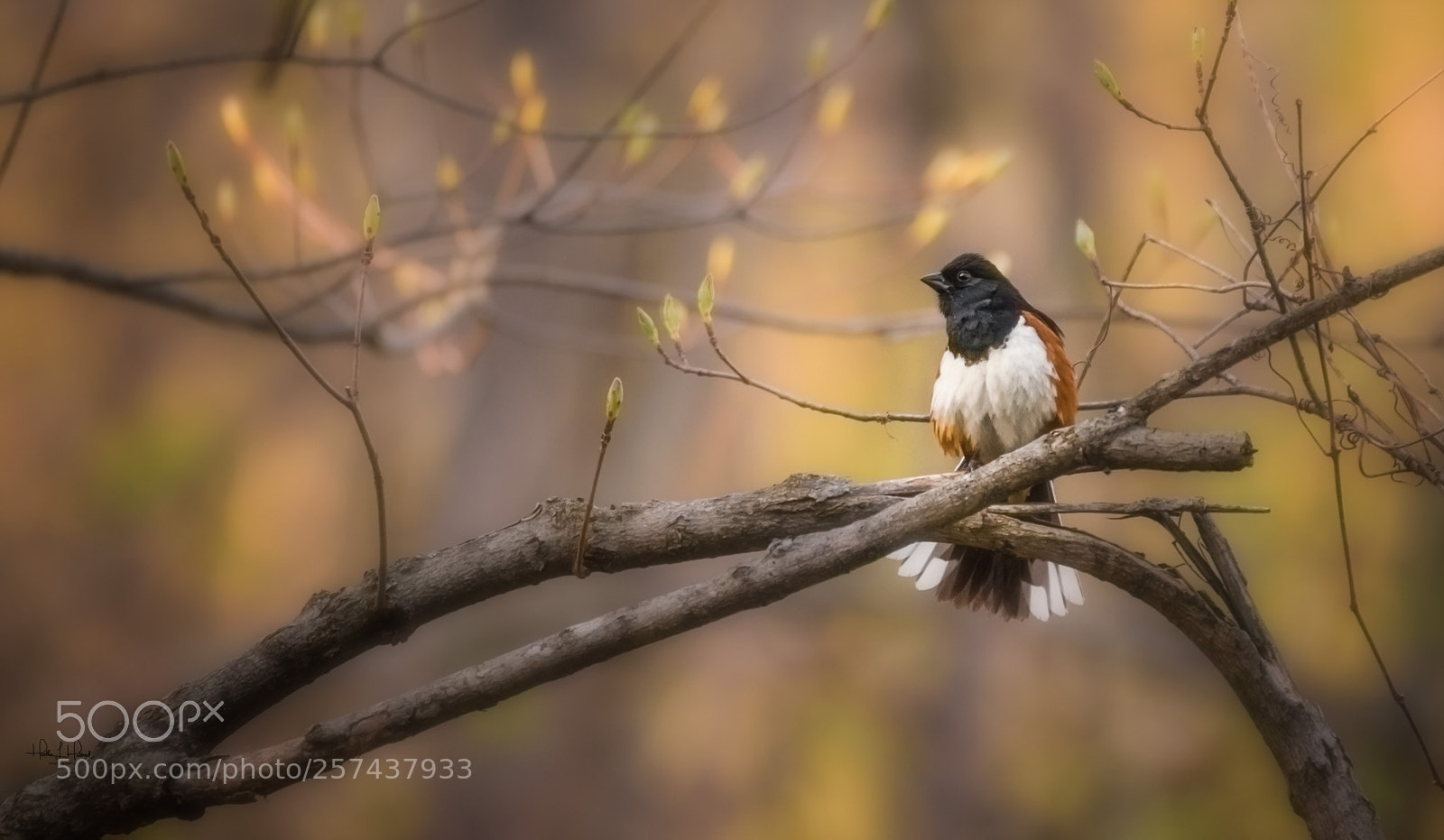 Nikon D810 sample photo. Fanned towhee photography