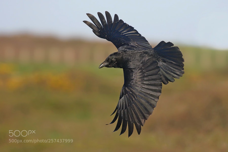 Canon EOS 7D Mark II sample photo. Carrion crow photography