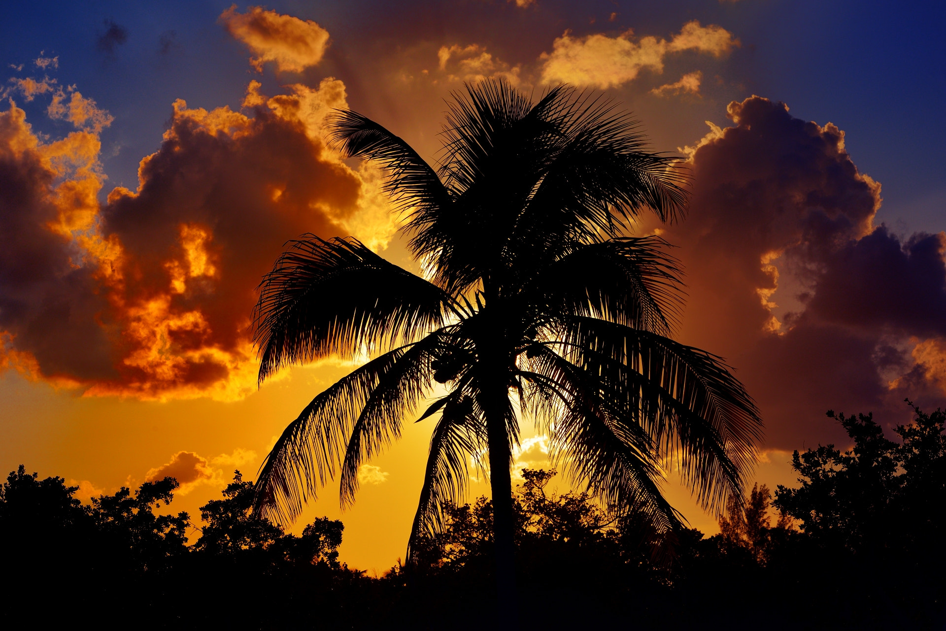 Nikon AF-S Nikkor 70-200mm F2.8G ED VR II sample photo. Palm sunset photography