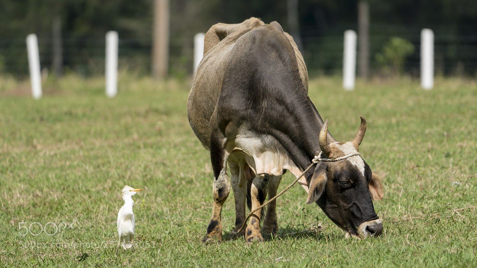 Sony a6500 sample photo. Animal friendship photography