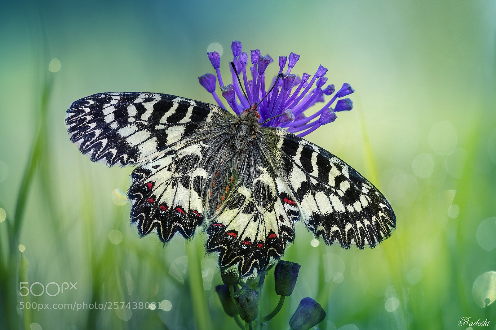 Nikon D850 sample photo. Beauties in the garden photography