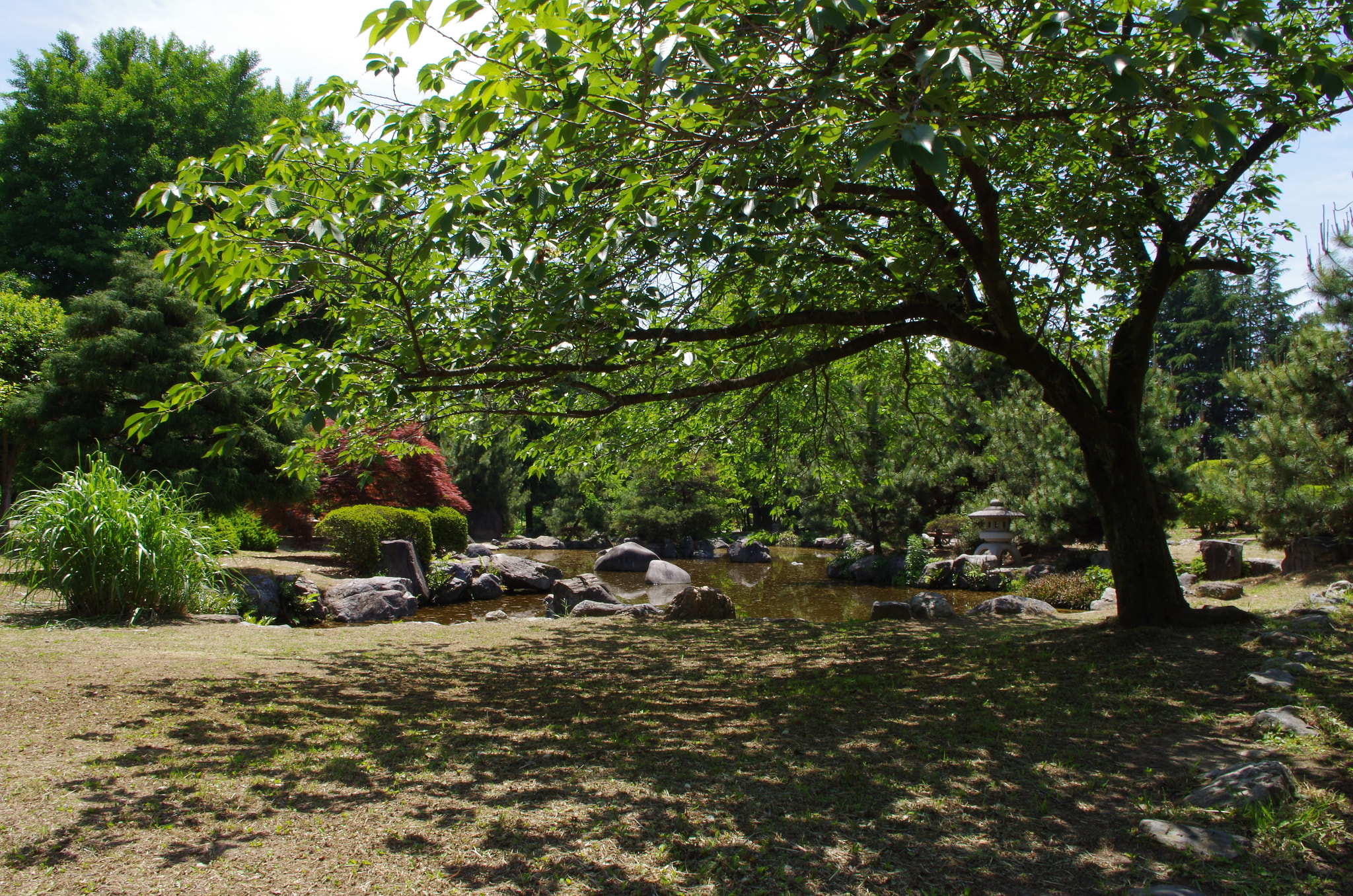 Pentax K-30 sample photo. Shade of a tree. photography