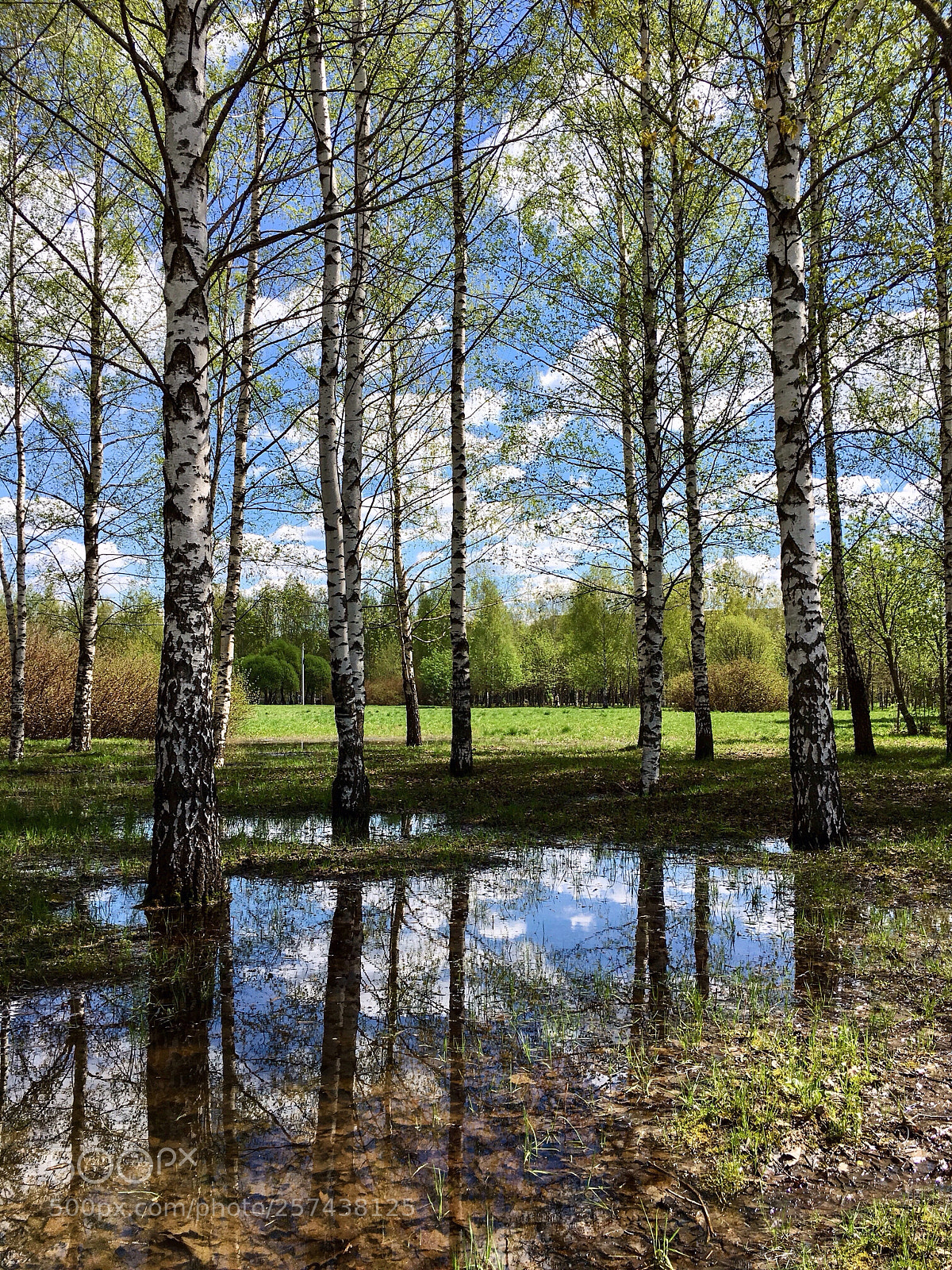 Apple iPhone 6s sample photo. Spring in the park photography