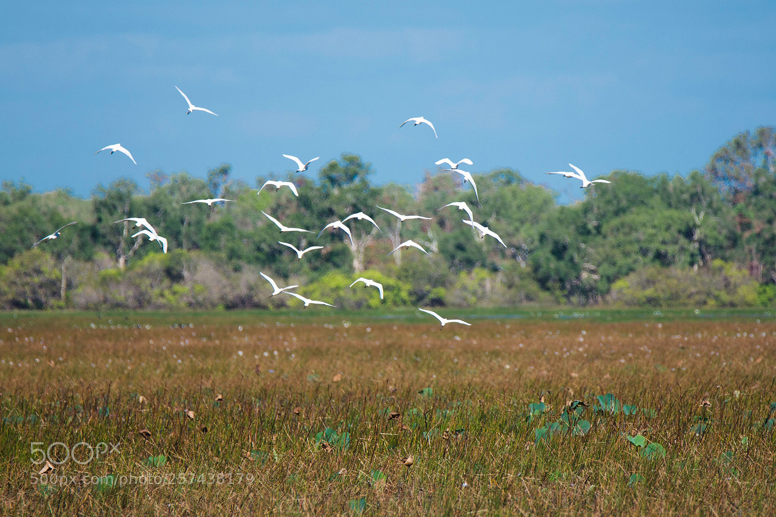 Nikon D610 sample photo. Bird sanctuary sar nt photography