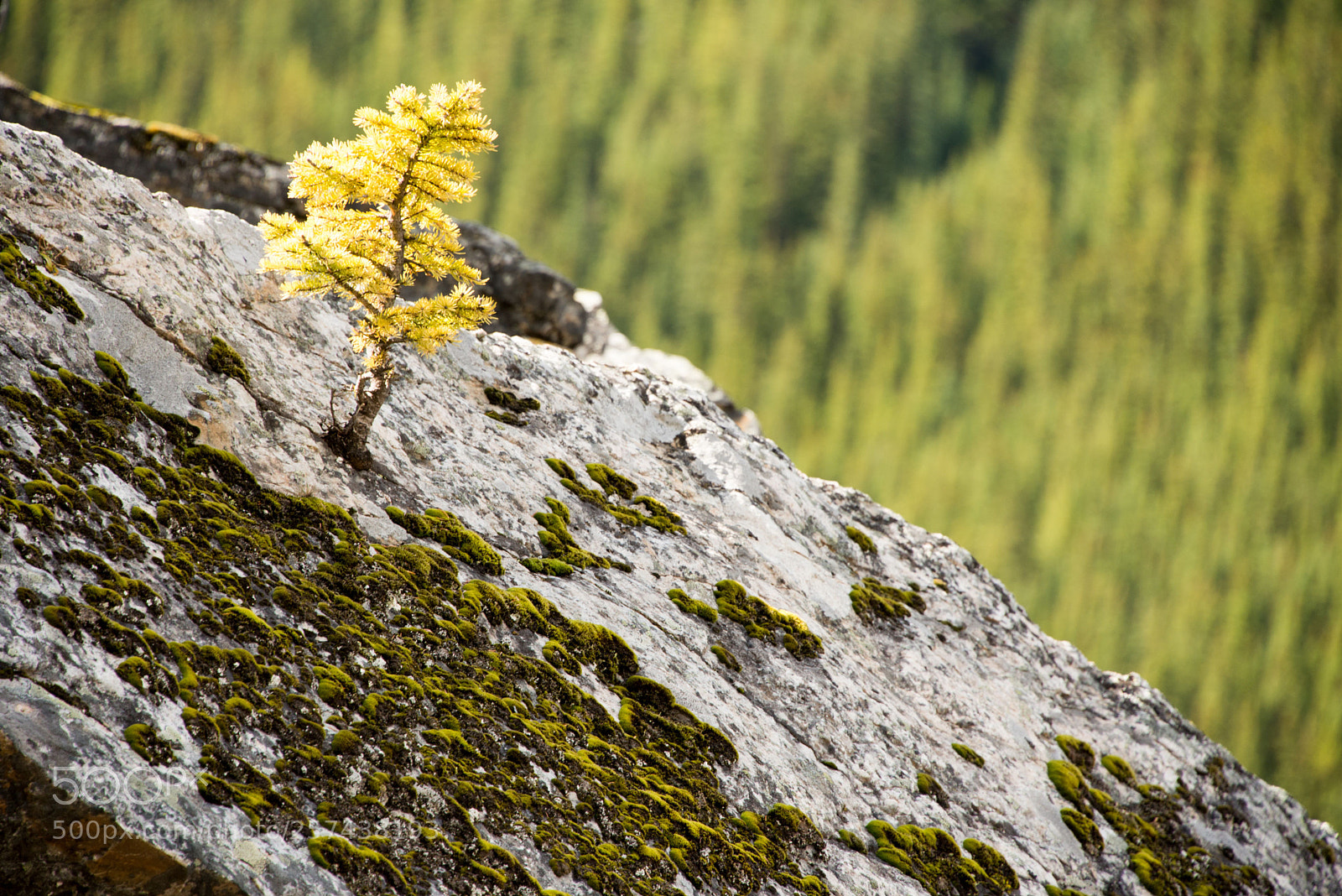 Nikon D610 sample photo. Can ll photography