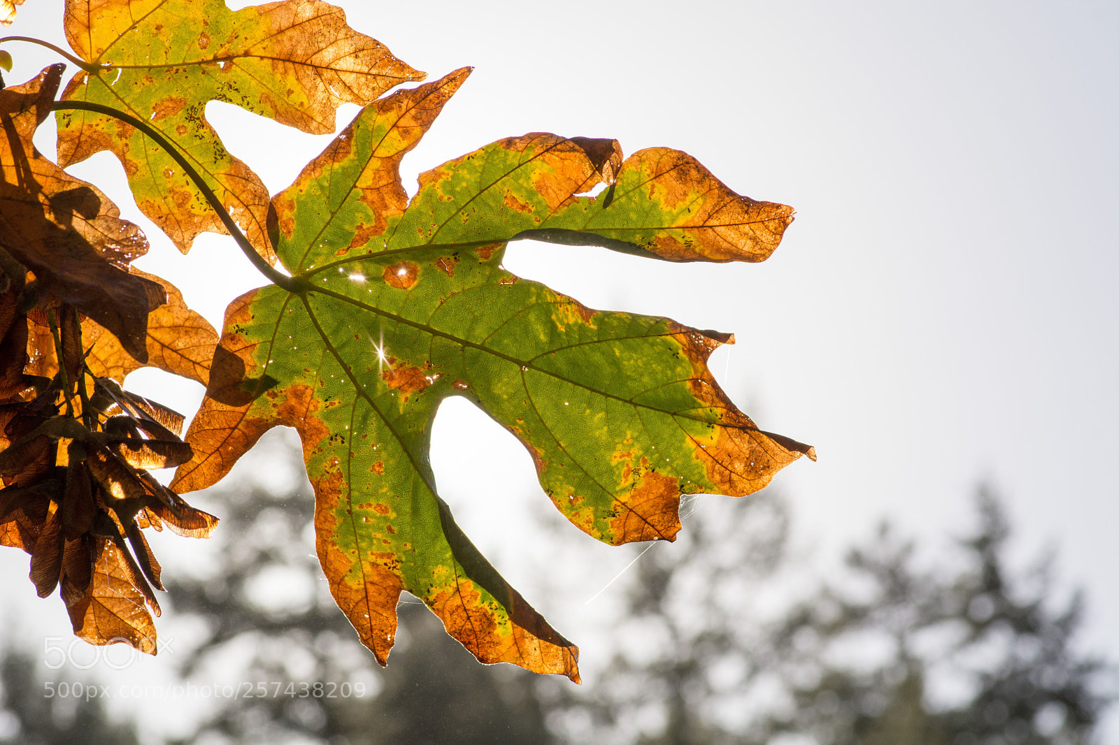 Nikon D7100 sample photo. Can vic photography