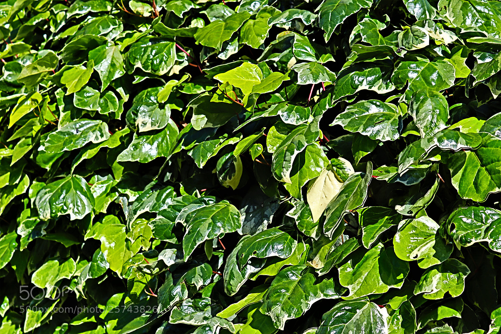 Canon EOS 200D (EOS Rebel SL2 / EOS Kiss X9) sample photo. Happy leaves photography