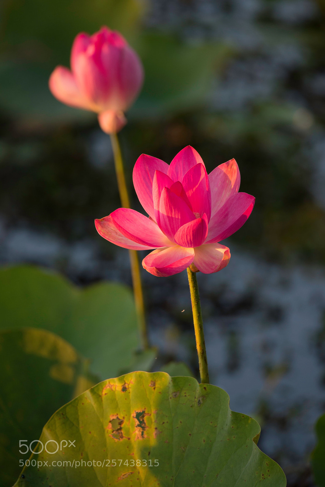 Nikon D610 sample photo. Untitled photography