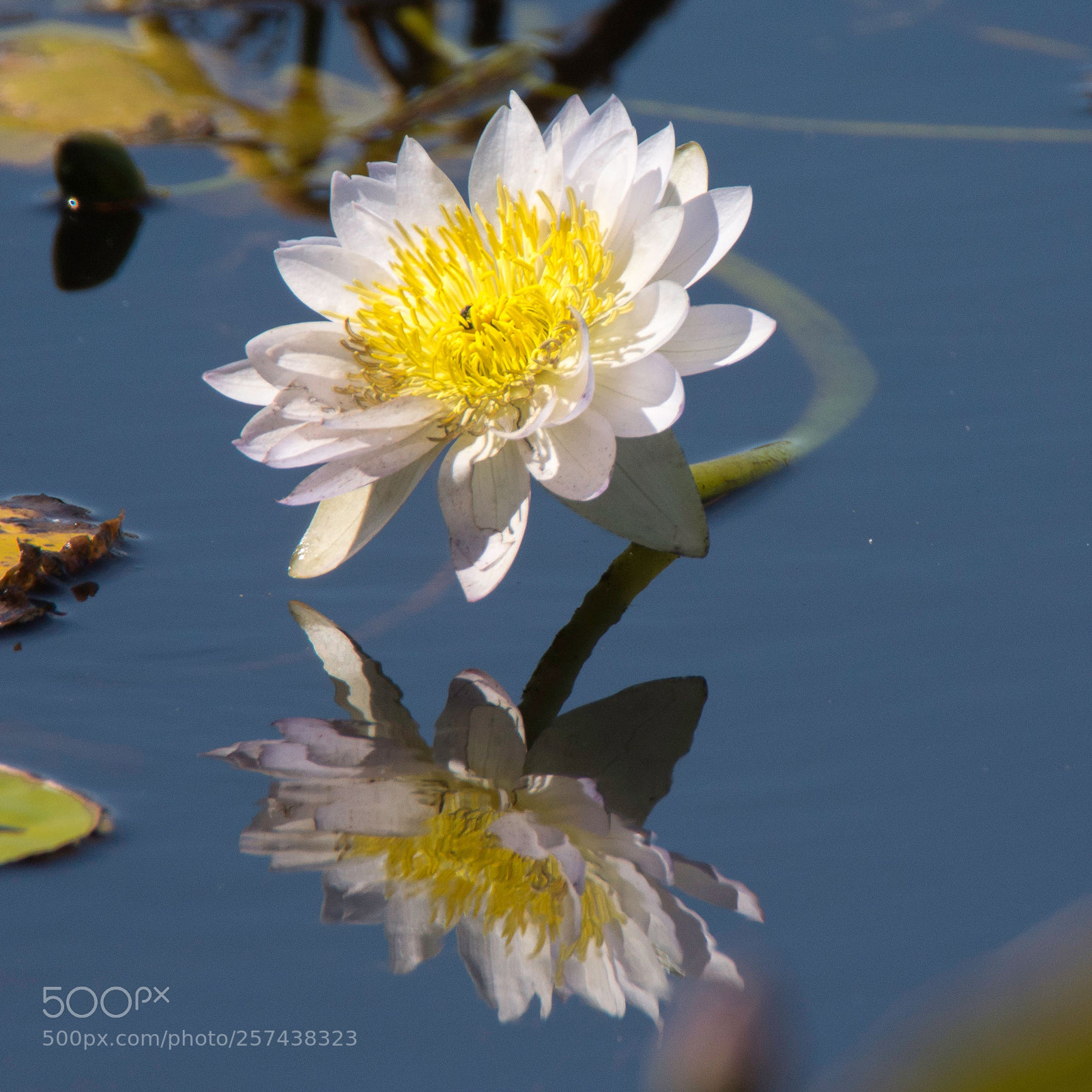 Nikon D610 sample photo. Untitled photography