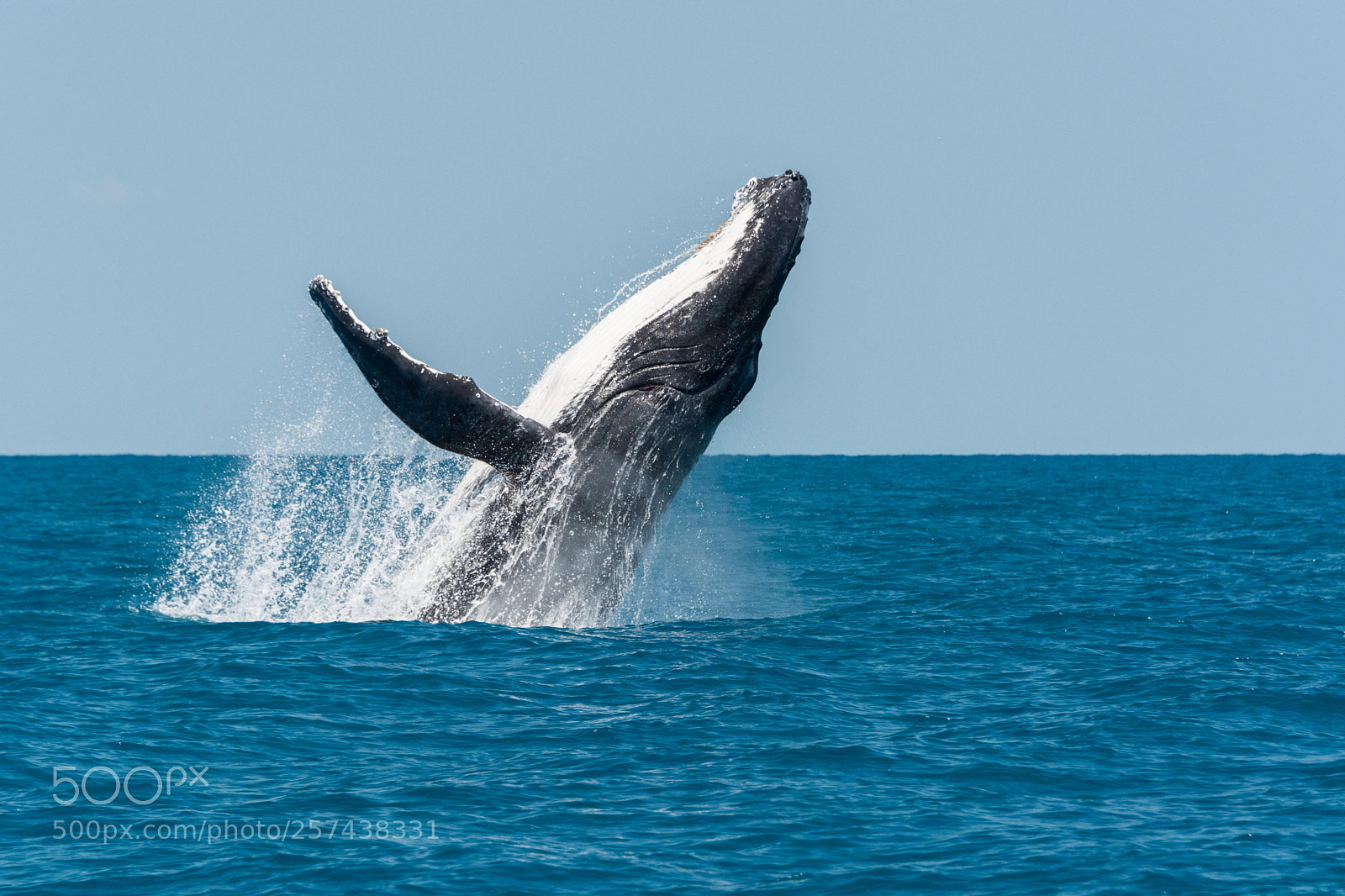 Nikon D7100 sample photo. Ww hb qld aust photography