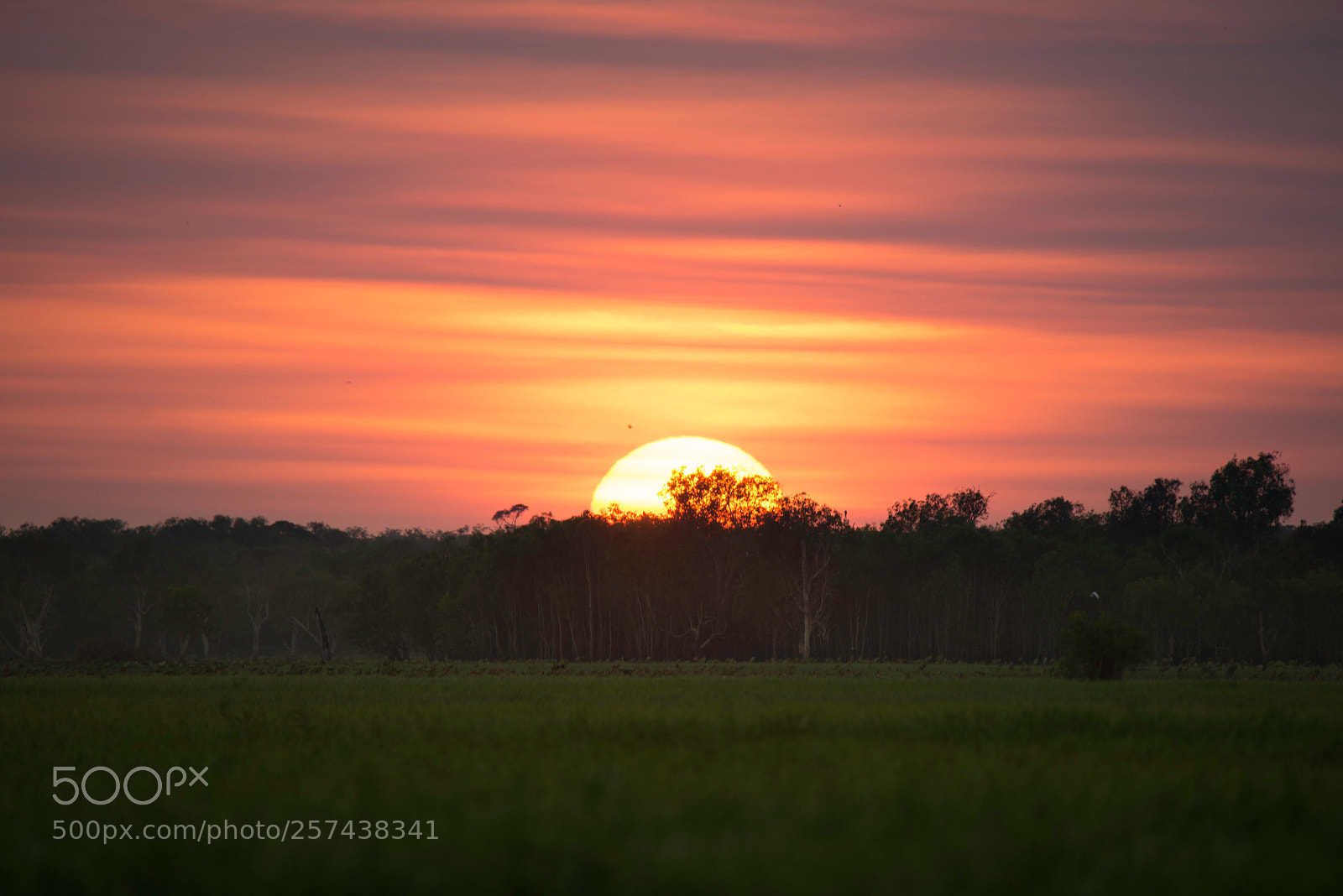 Nikon D610 sample photo. Yellow water billabong kakadu photography