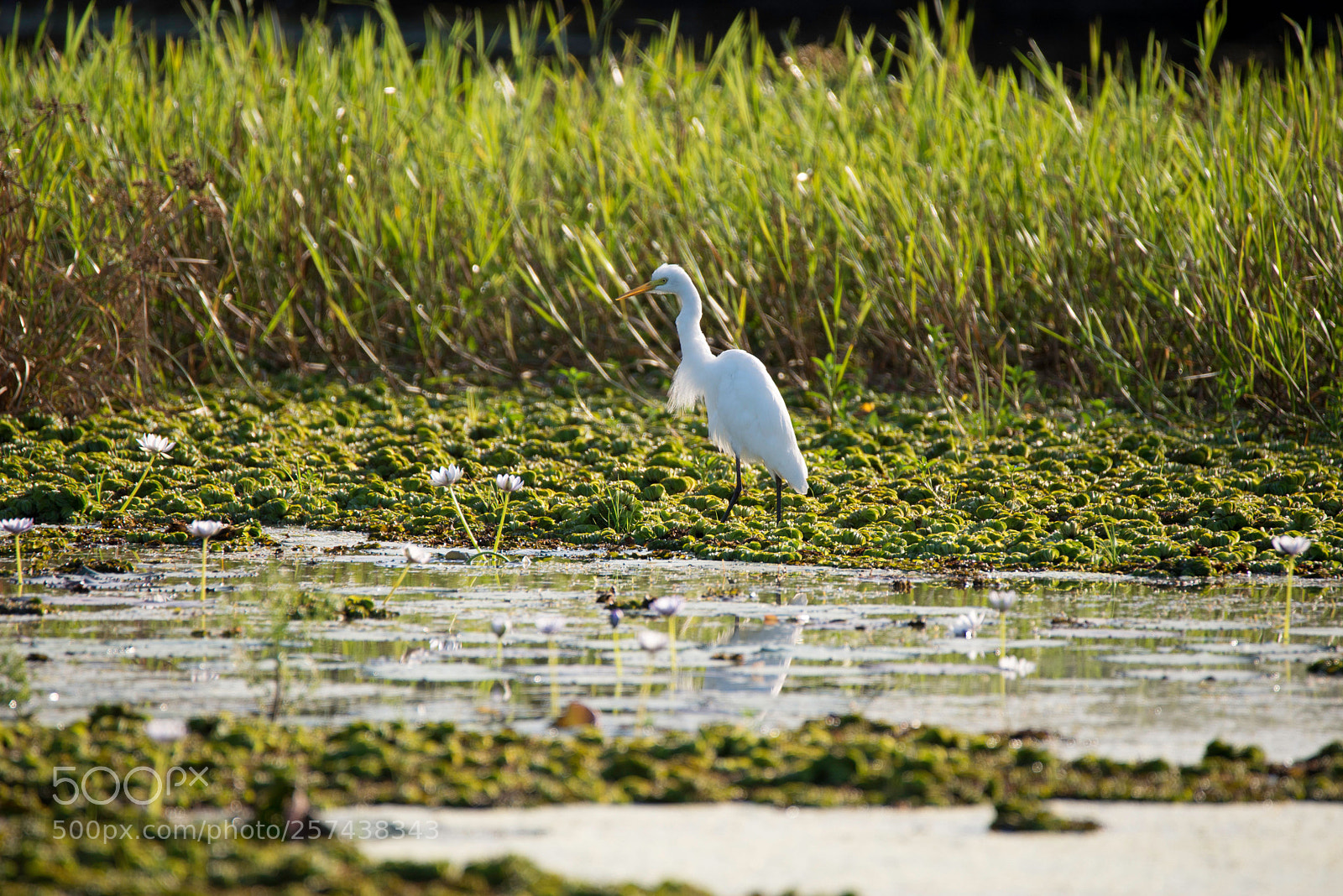 Nikon D610 sample photo. Yellow water billabong kakadu photography