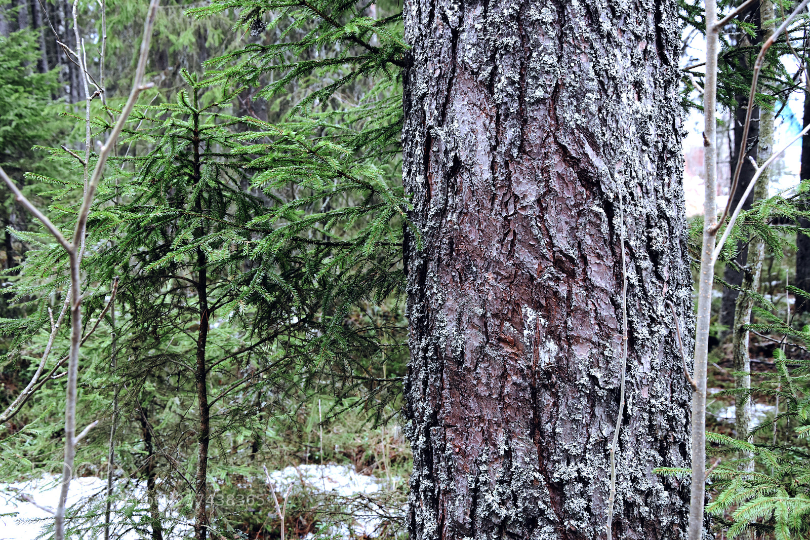 Nikon D7200 sample photo. Snowy green photography