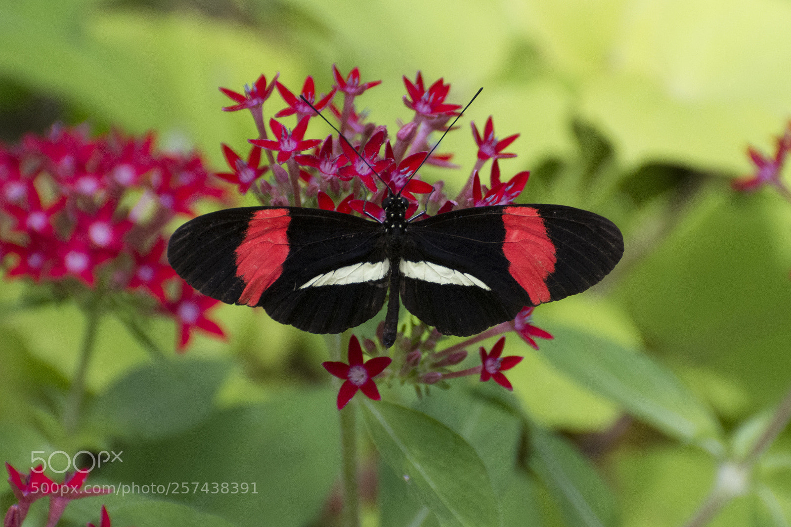 Nikon D7200 sample photo. Butterfly 2018-23 photography