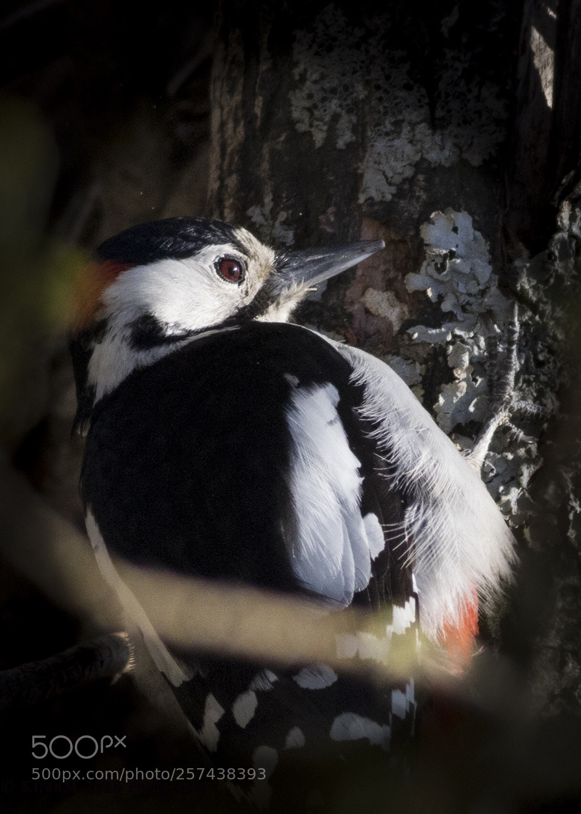 Canon EOS 7D Mark II sample photo. Great spotted woodpecker photography