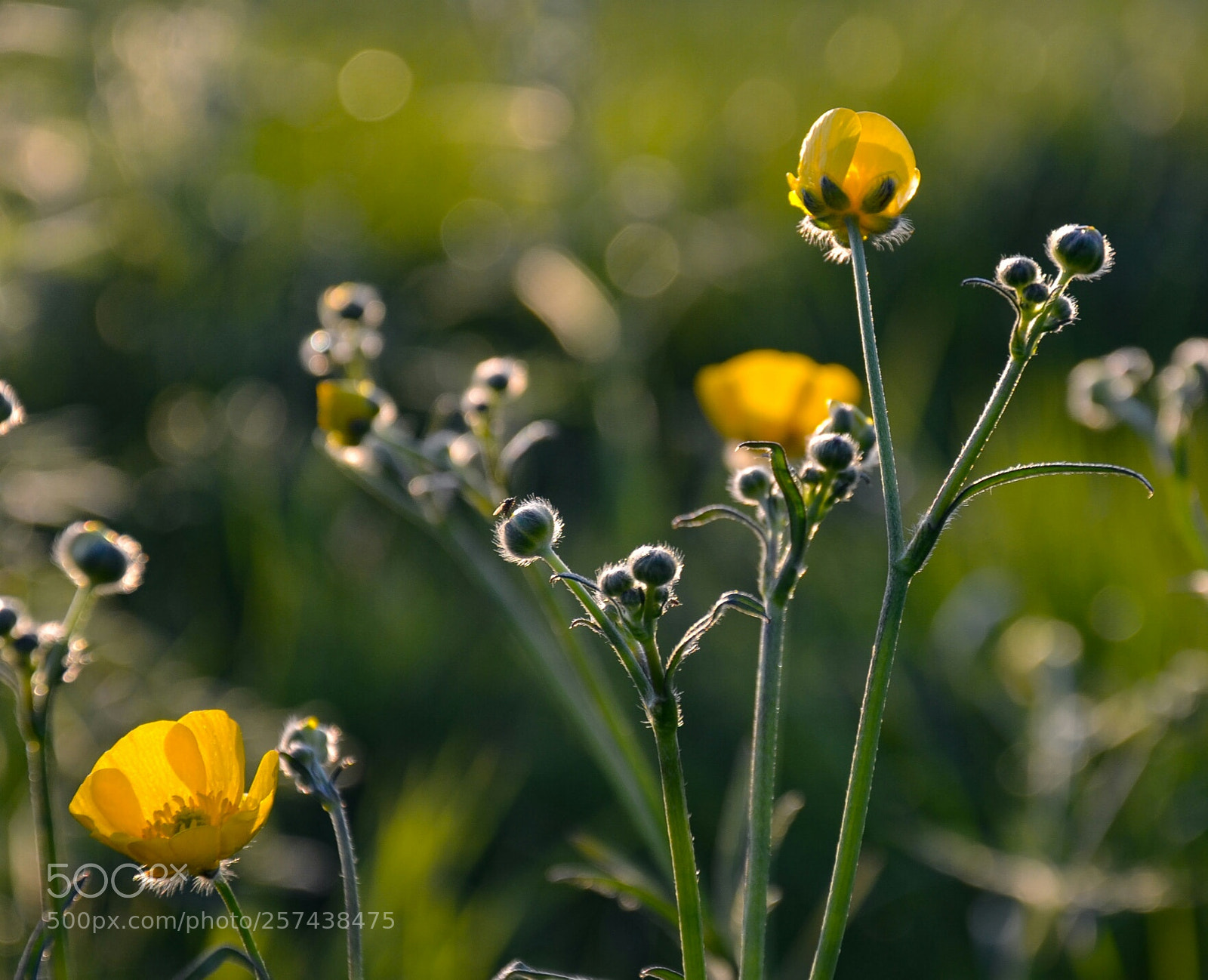 Nikon D5100 sample photo. Waiting for summer photography