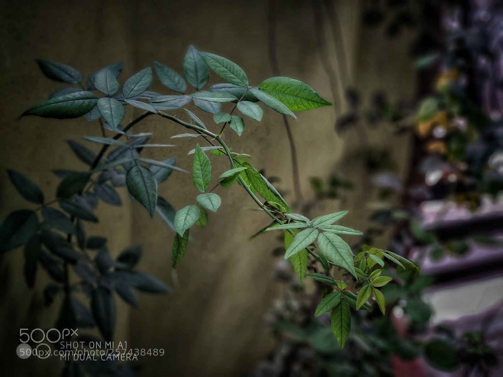 Xiaomi Mi A1 sample photo. Untitled photography