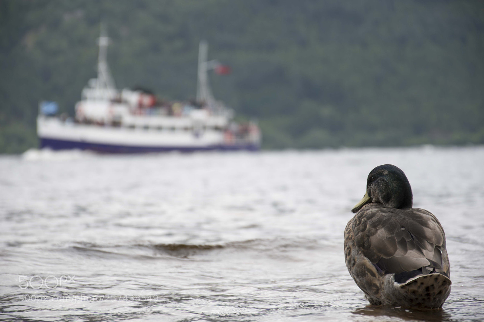 Nikon D5500 sample photo. Loch ness fauna photography