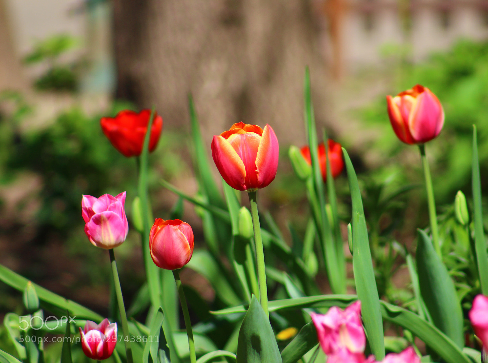 Canon EOS 600D (Rebel EOS T3i / EOS Kiss X5) sample photo. Tulips  photography