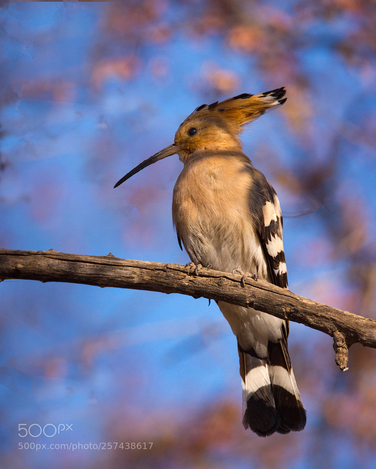Sony SLT-A65 (SLT-A65V) sample photo. Common hoopoe photography
