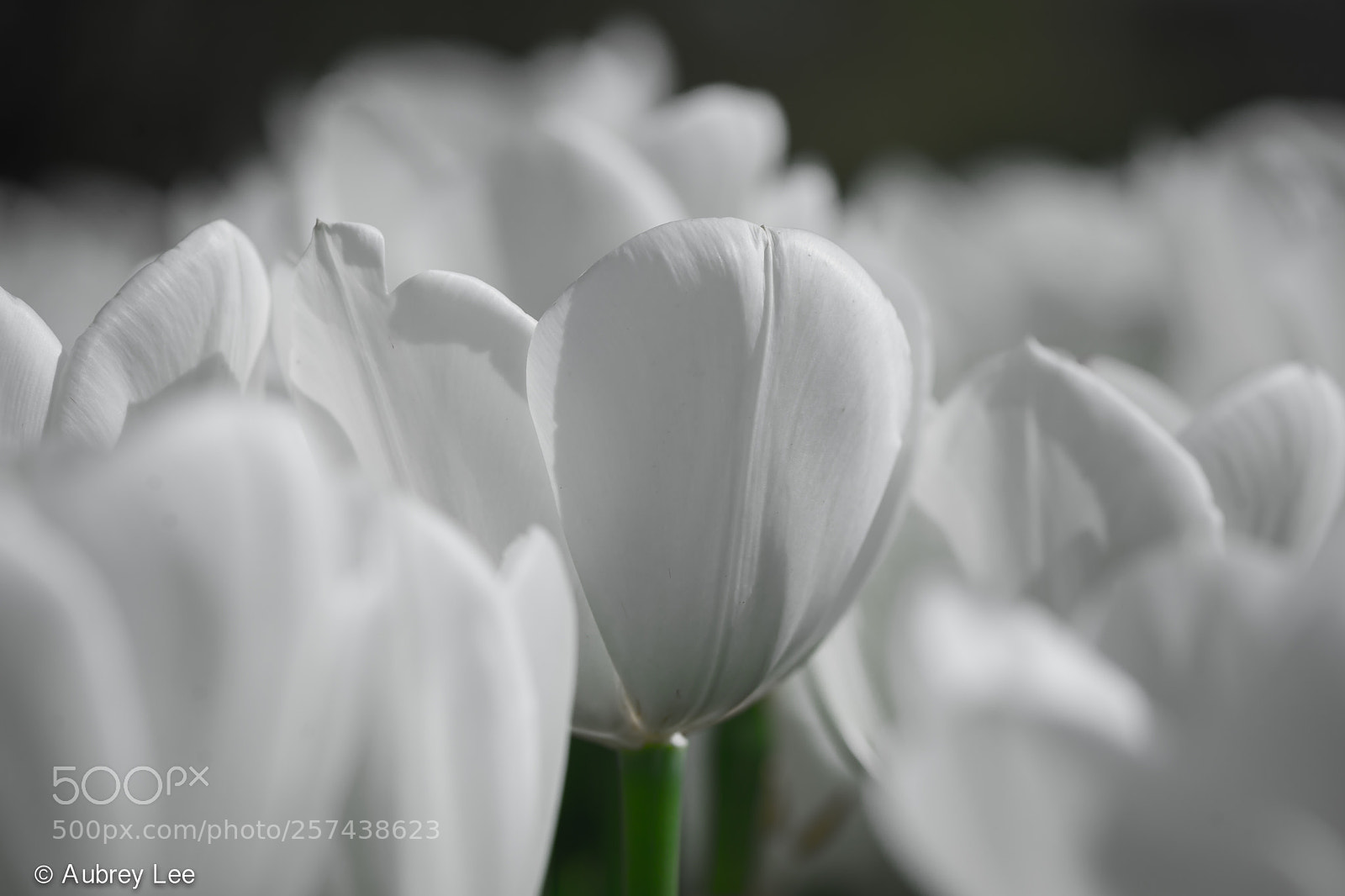 Nikon D610 sample photo. Camouflaged photography