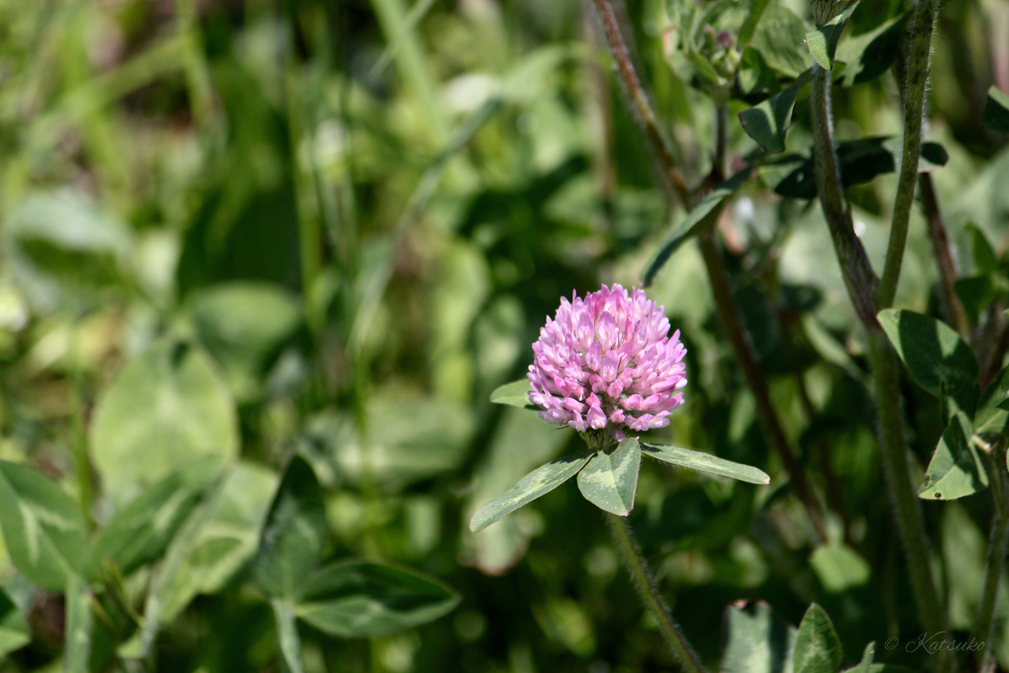Canon EOS 500D (EOS Rebel T1i / EOS Kiss X3) sample photo. Red clover photography