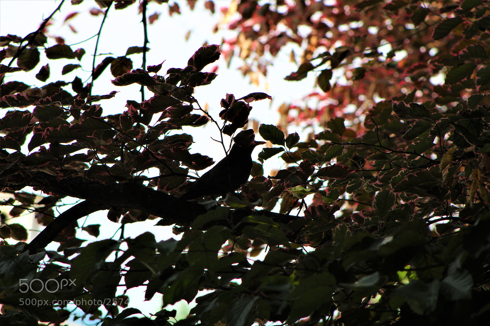 Canon EOS 1300D (EOS Rebel T6 / EOS Kiss X80) sample photo. Prova con teleobbiettivo photography