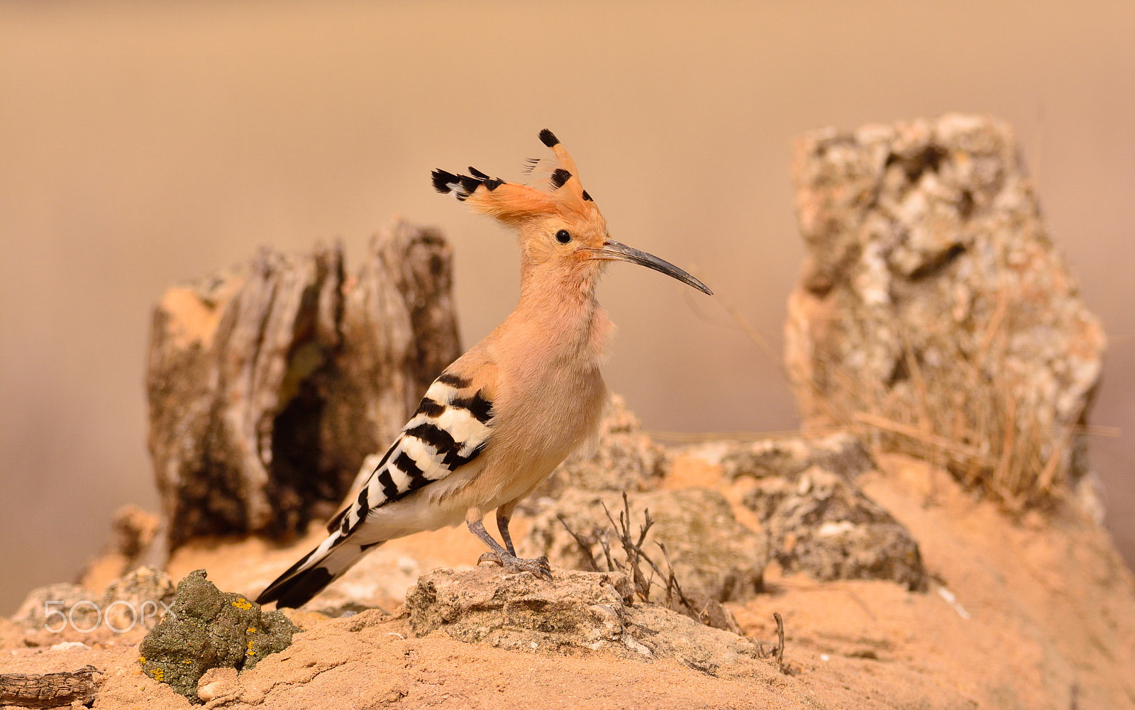 Nikon D7100 sample photo. Eurasian hoopoe or upupa epops, beautiful brown bird. photography