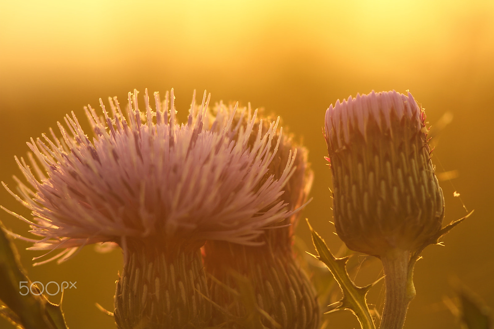 Canon EOS 7D + Canon EF 50mm F1.8 II sample photo. Thistle photography