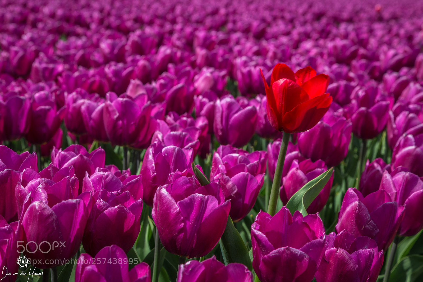 Canon EOS 6D sample photo. Tulips photography