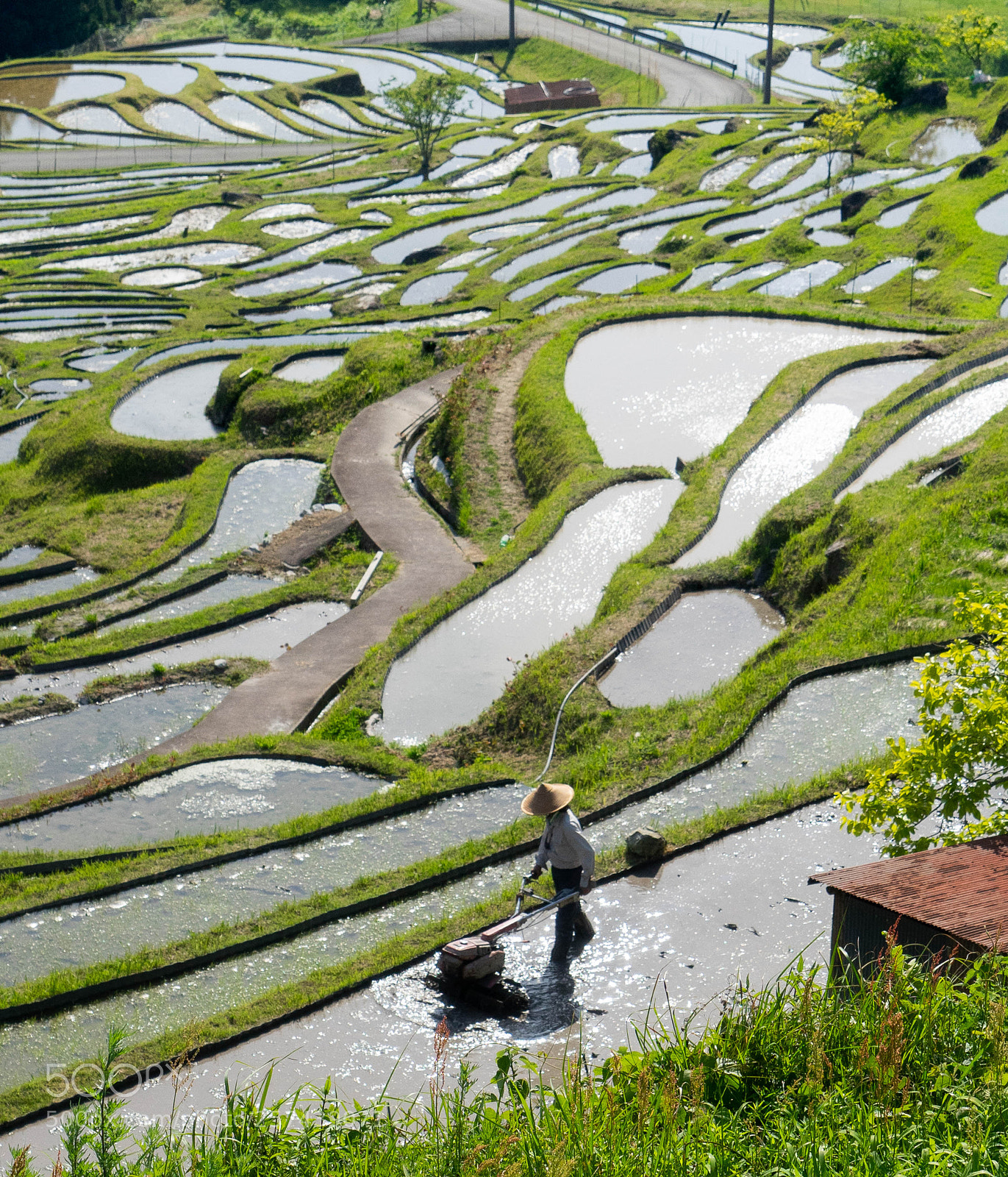 Sony a7 II sample photo. Rice terrace photography