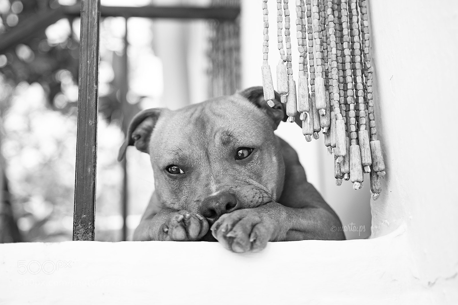 Nikon D500 sample photo. Chilli chill photography