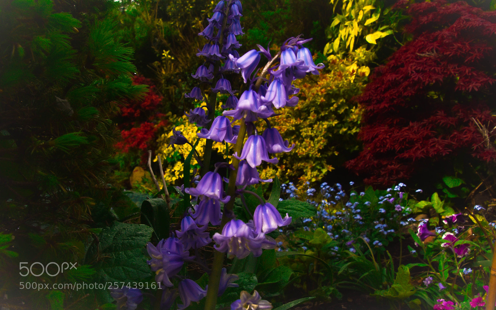 Nikon D5500 sample photo. My spring garden photography