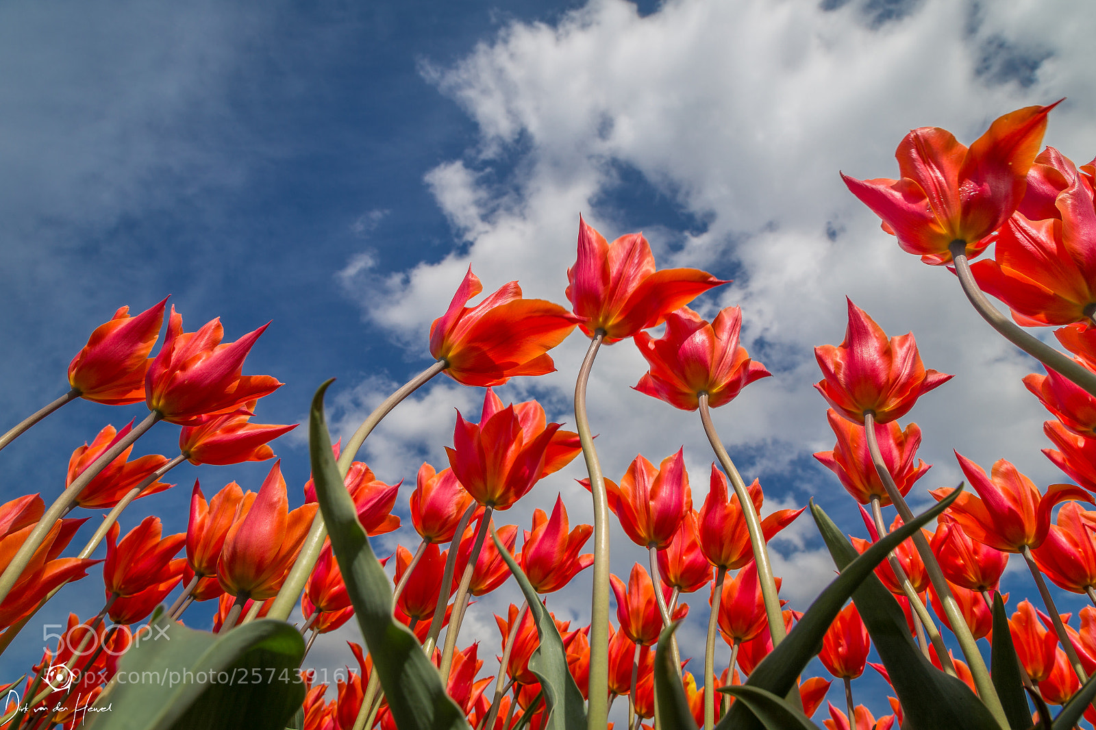Canon EOS 6D sample photo. Orange tulips photography