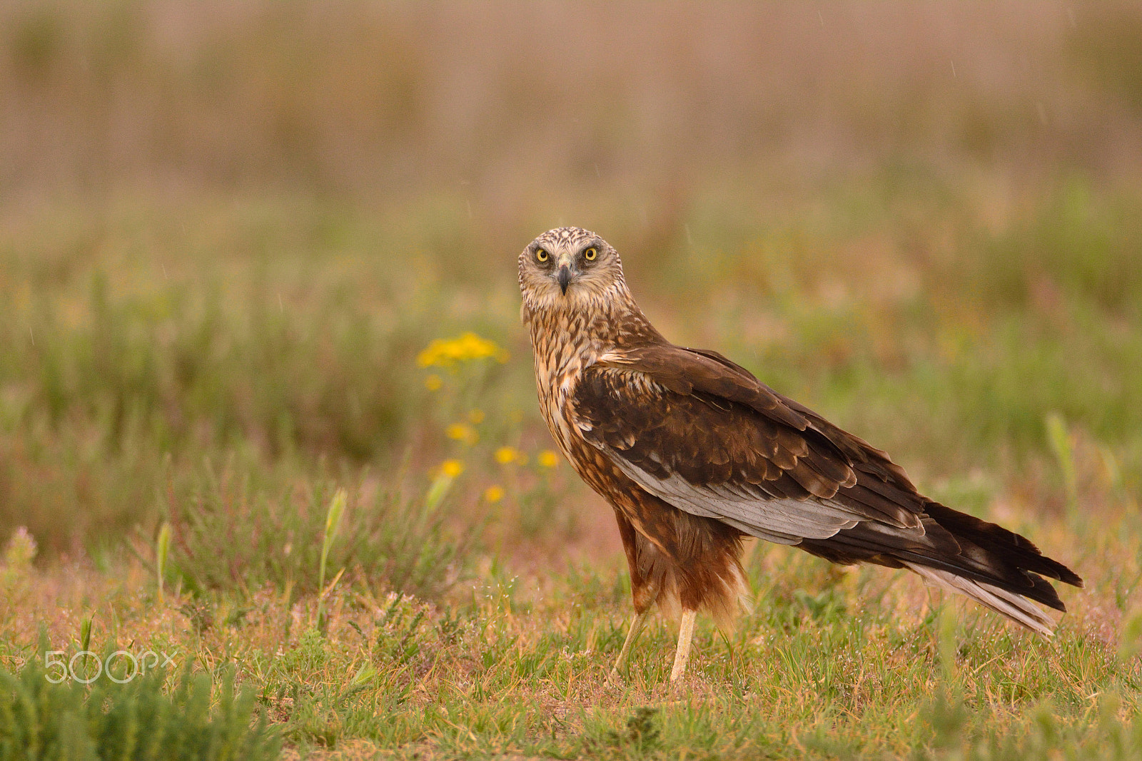 Nikon D7100 sample photo. Male western marsh harrier, circus aeruginosus photography