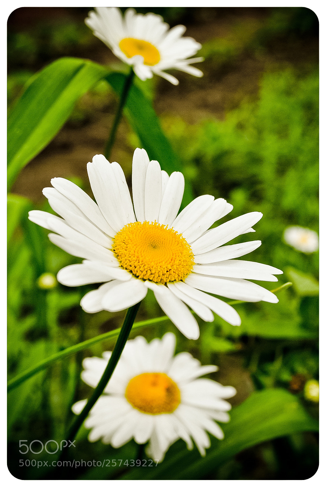 Nikon D3000 sample photo. Ромашки прекрасны | camomiles are beautiful photography