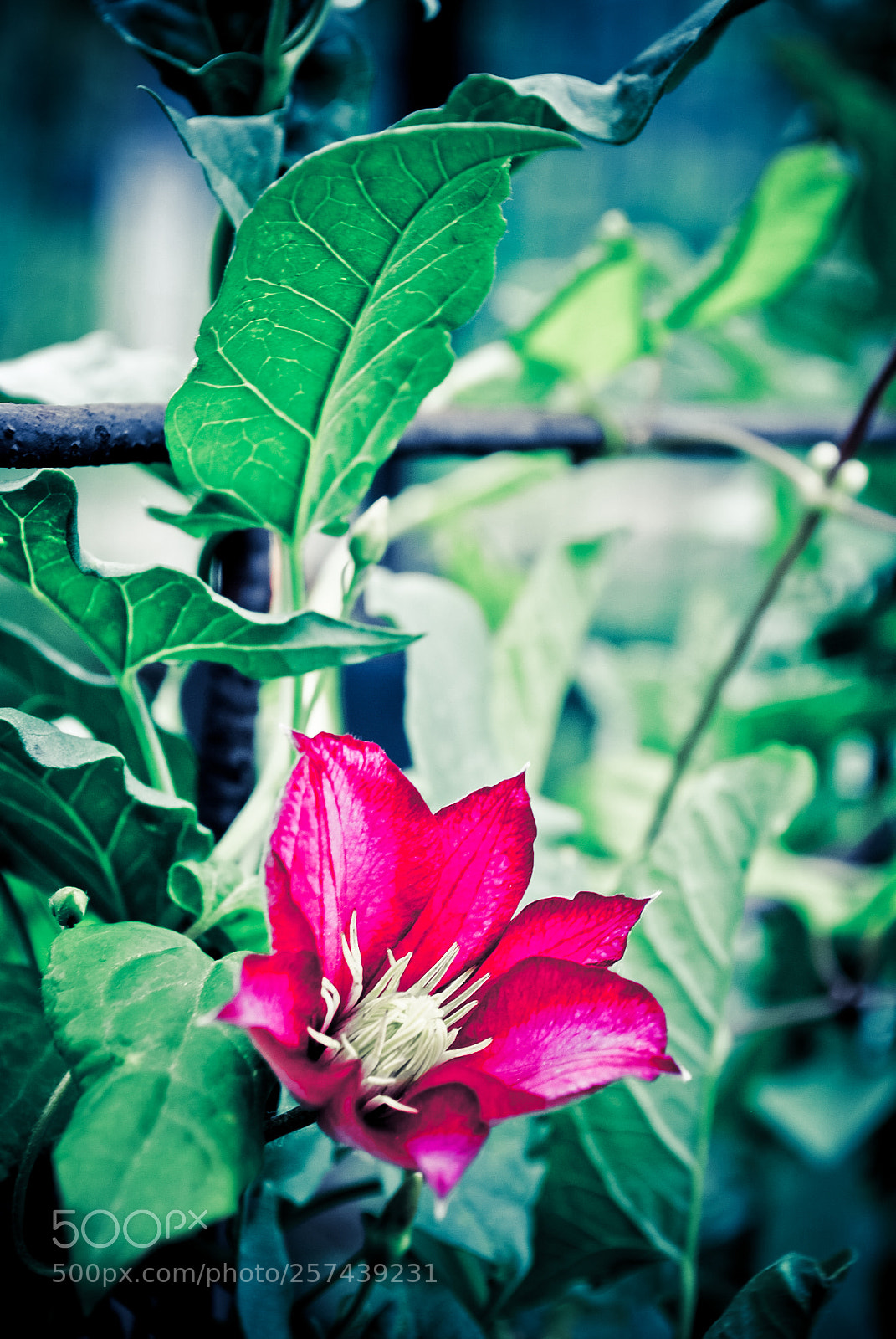 Nikon D3000 sample photo. Macro photography