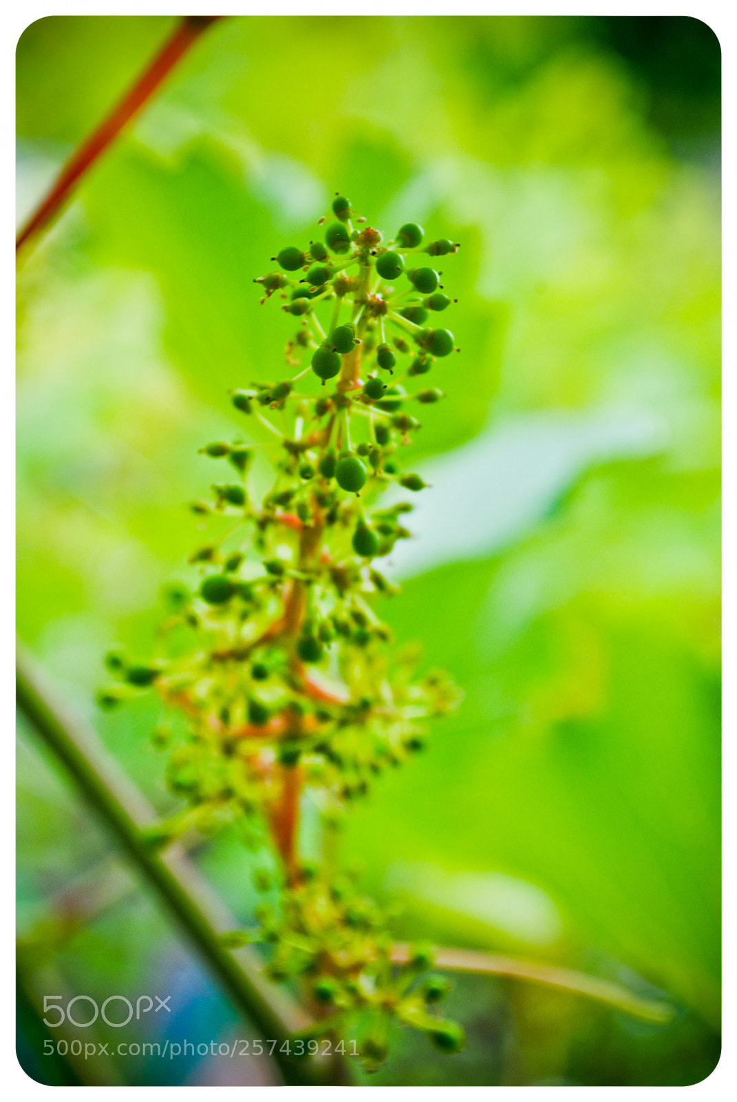 Nikon D3000 sample photo. Зеленый | green photography