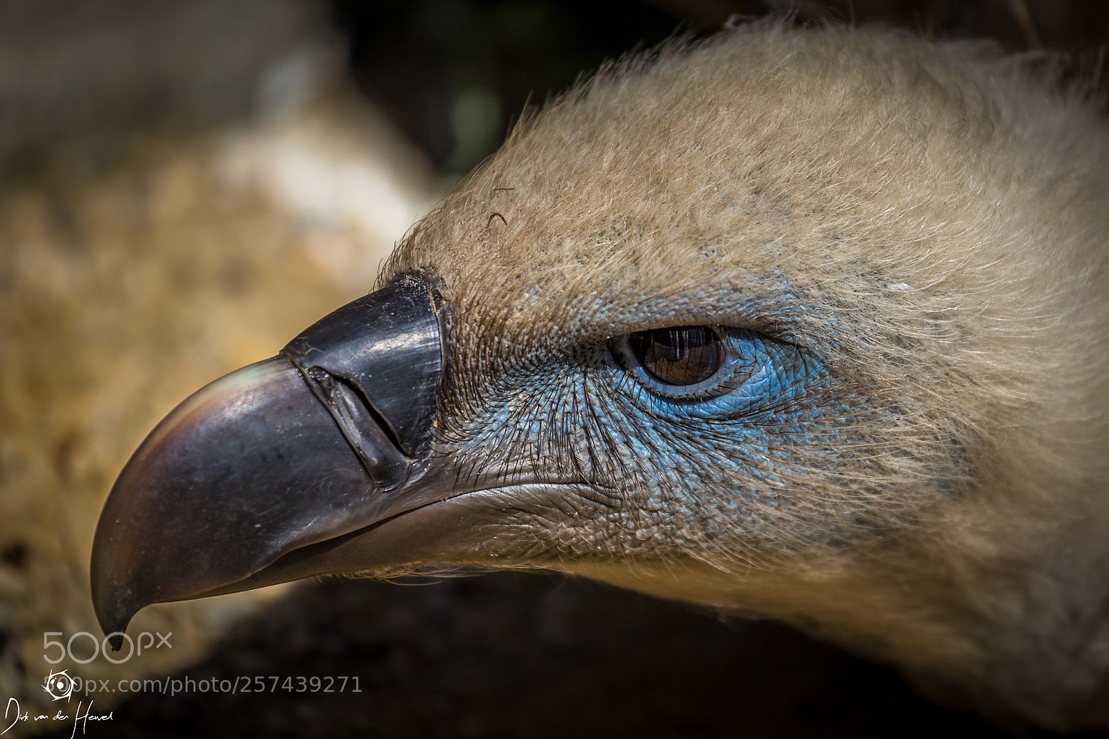 Canon EOS 6D sample photo. Vulture photography