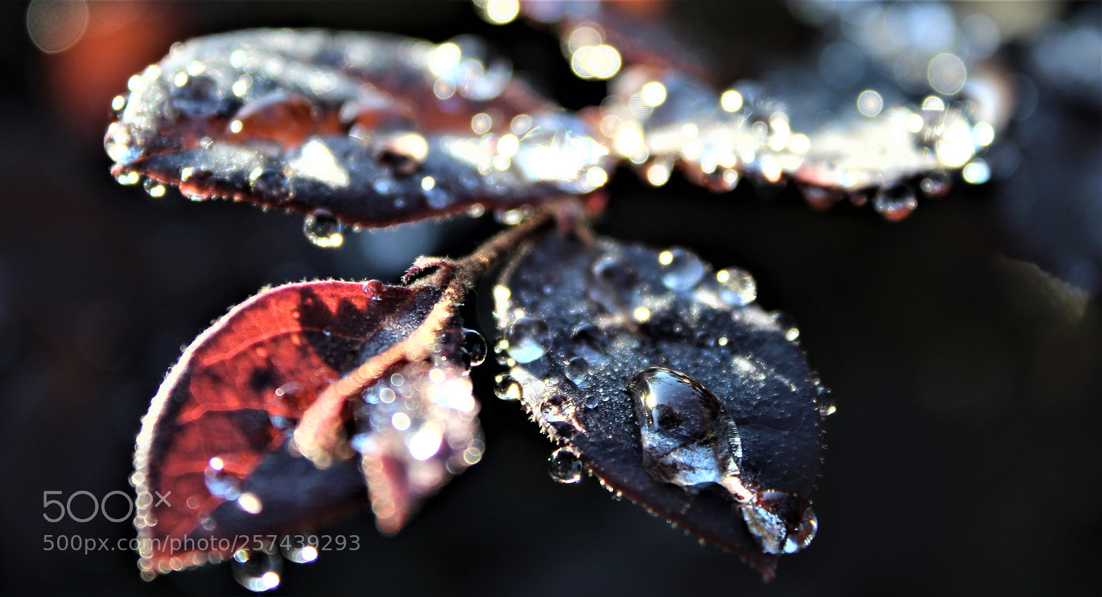 Canon EOS 1300D (EOS Rebel T6 / EOS Kiss X80) sample photo. Dew photography