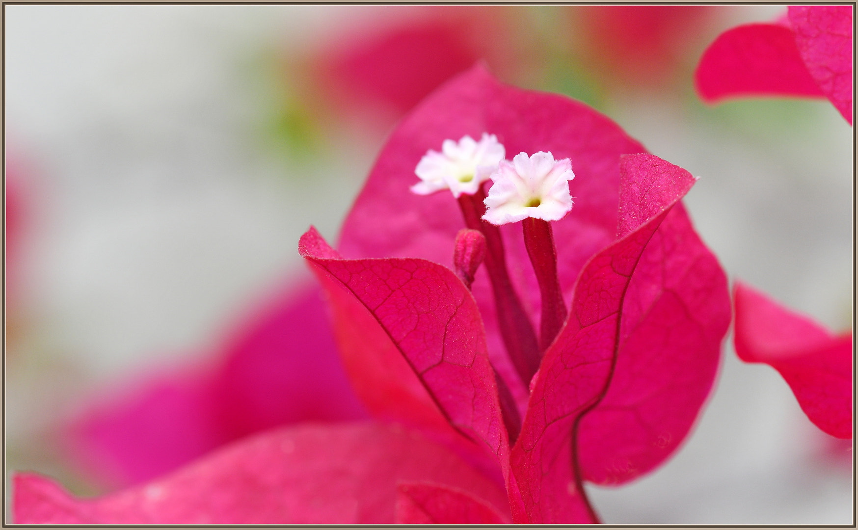Sigma 105mm F2.8 EX DG OS HSM sample photo. Standard bougainvillea photography