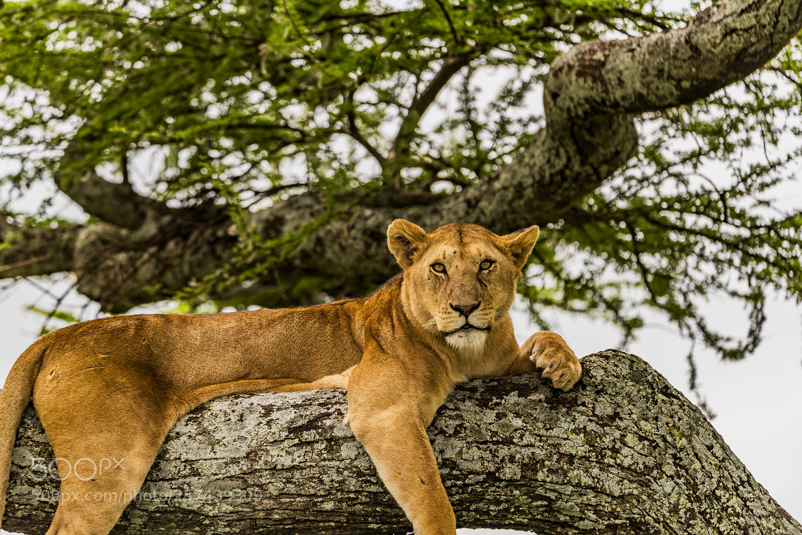 Nikon D810 sample photo. Lioness in tree in photography