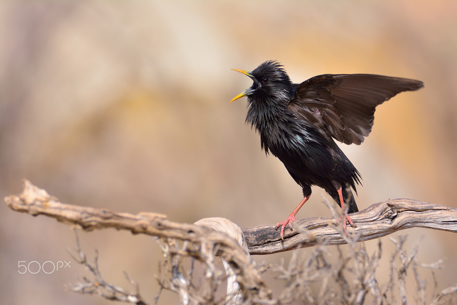 Nikon D7100 sample photo. Spotless starling perched on a branch photography