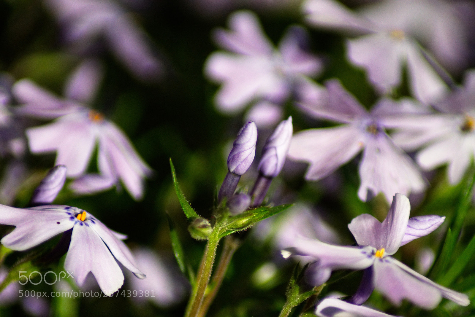 Sony SLT-A77 sample photo. Flox photography